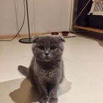 プレシオシさん