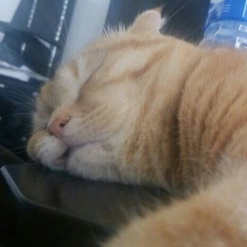 スコティッシュさん