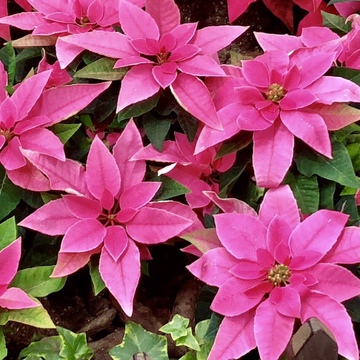 ナカさん。さん