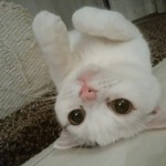 なおたんたんさん