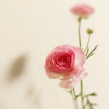 Glyzinieさん