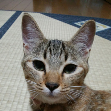 bekokumomoさん