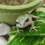 Green Frogさん