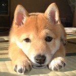 かぶ旦那さん