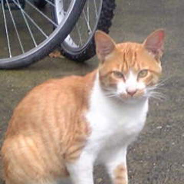 ☆まこ茶☆さん