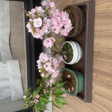 キングアナコンダさん