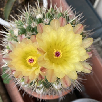 うんぽこぴーさん