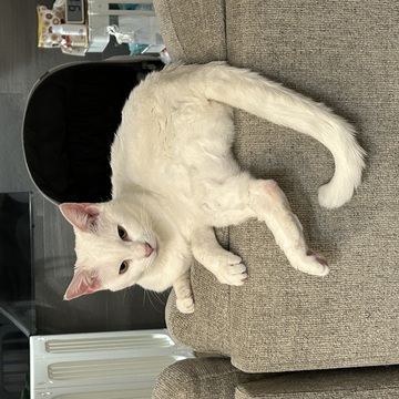 おぴちゃむさん