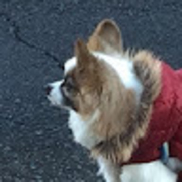神チャンさん
