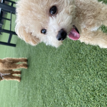 とんきち45さん