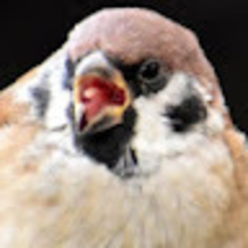 すずめの隣人さん