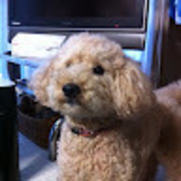 さなえさんさん