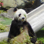 guttipcさん