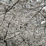 瀧　来希さん