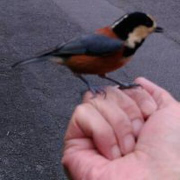 愛媛のカッパさん