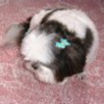 しゅうちんさん