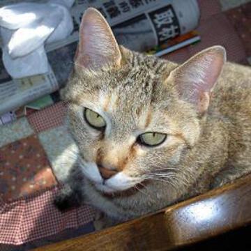 Sherry the Kidさん