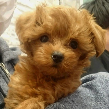 Chimoto Takeuchiさん