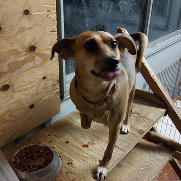 スーパーかふさん