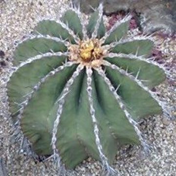 スタンダードさん