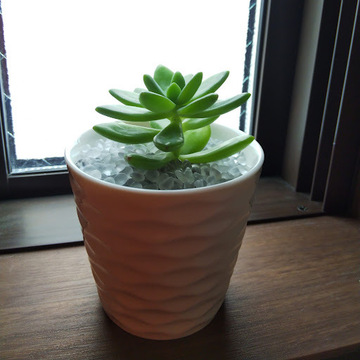 おるか好きさん