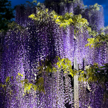 にゃんこ弘吉さん
