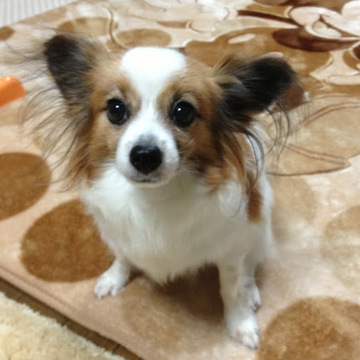 太田チョコさん