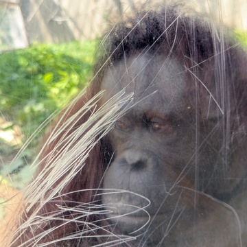 年金受給者さん