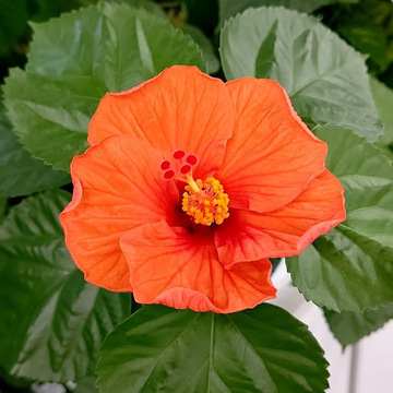 舎利子弟子さん