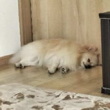 ましゃあすさん