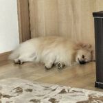 ましゃあすさん