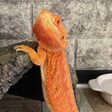 ビリー飼い主さん