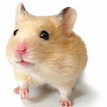 CoCoさん