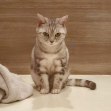 ぐれちゃんさん