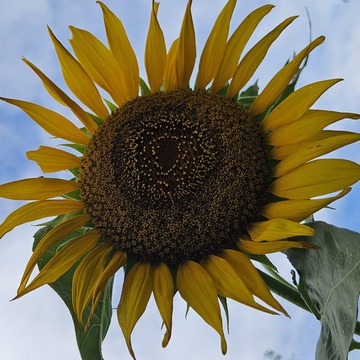 ペコボッチさん