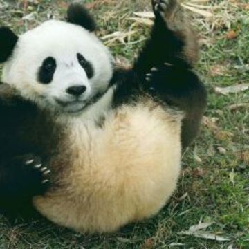 まん丸ひびきさん