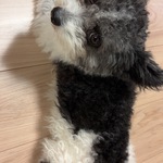 らんコロさん