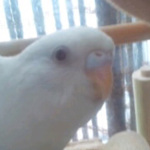 cchaさん