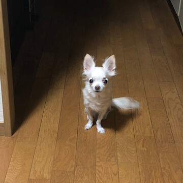 キランディーさん