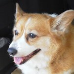コーギー桜さん