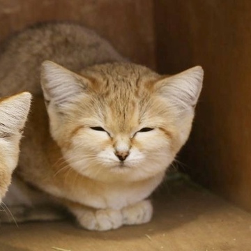おやじ猫さん