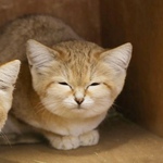 おやじ猫さん