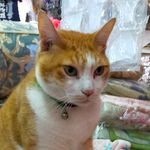 こんぶ猿島さん